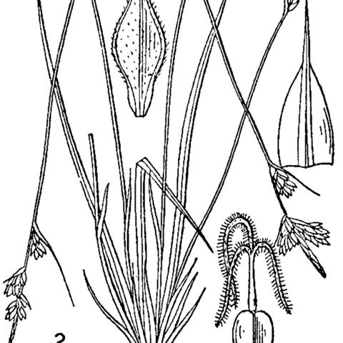 Carex albicans unspecified picture