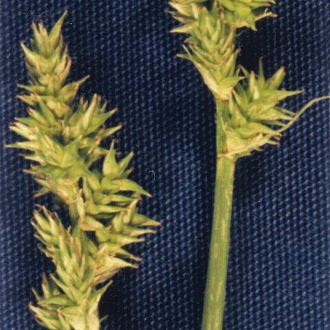 Carex arcta unspecified picture