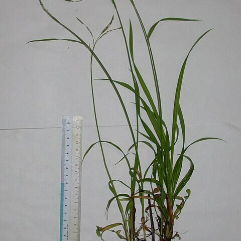 Carex incisa unspecified picture