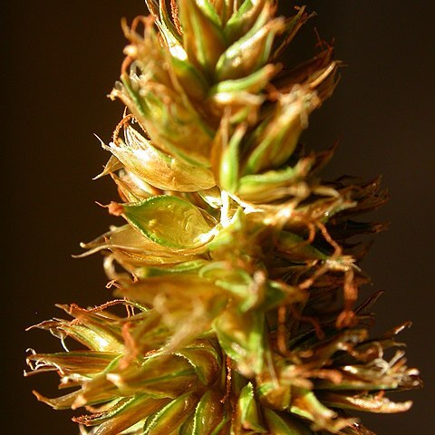 Carex hoodii unspecified picture