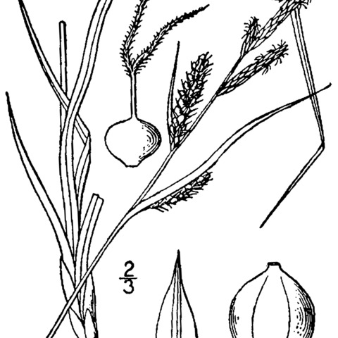 Carex haydenii unspecified picture