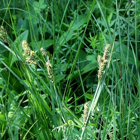 Carex hartmanii unspecified picture