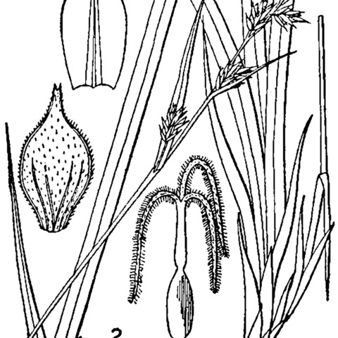 Carex communis unspecified picture