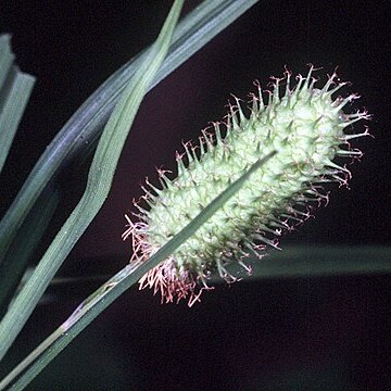 Carex typhina unspecified picture