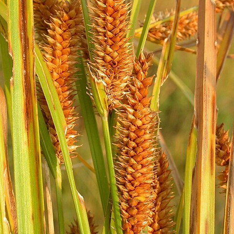 Carex utriculata unspecified picture