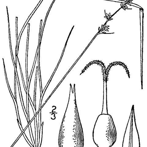 Carex texensis unspecified picture