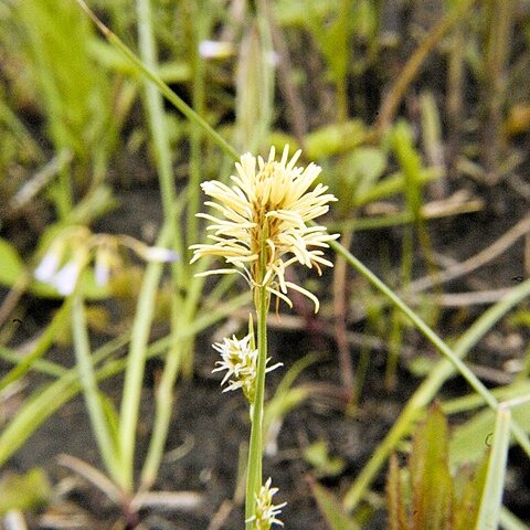 Carex tetanica unspecified picture