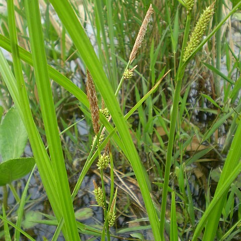 Carex dispalata unspecified picture