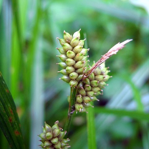 Carex dickinsii unspecified picture