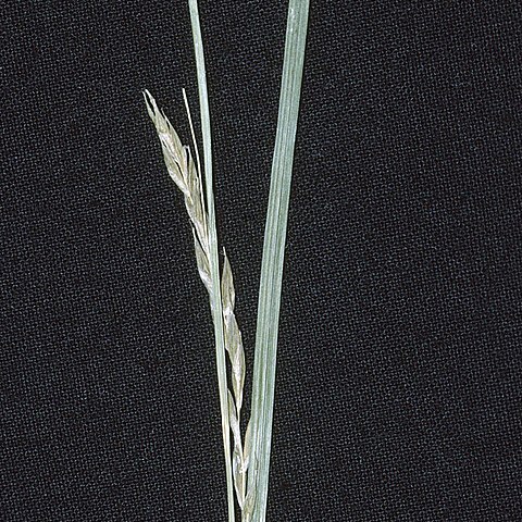 Carex debilis unspecified picture