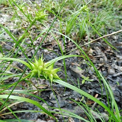 Carex louisianica unspecified picture