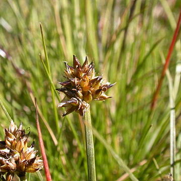 Carex maritima unspecified picture