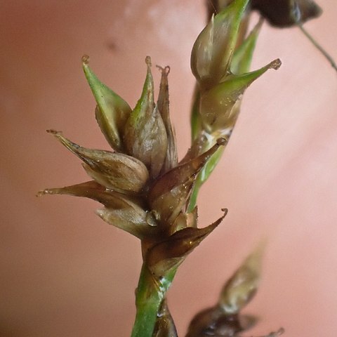 Carex laeviculmis unspecified picture