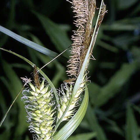 Carex lacustris unspecified picture