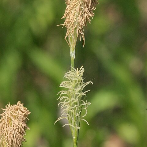 Carex michelii unspecified picture