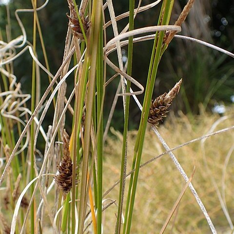 Carex litorosa unspecified picture