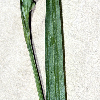 Carex leptonervia unspecified picture