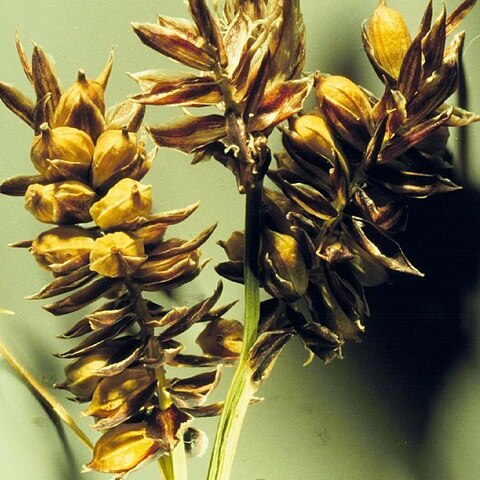 Carex raynoldsii unspecified picture