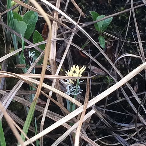 Carex rariflora unspecified picture