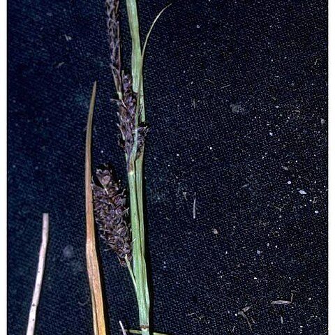 Carex saxatilis unspecified picture