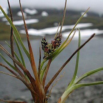 Carex rufina unspecified picture