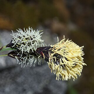 Carex spectabilis unspecified picture