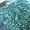 Carex specuicola unspecified picture