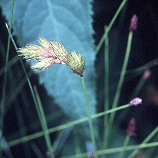 Carex scoparia unspecified picture