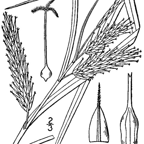 Carex schweinitzii unspecified picture