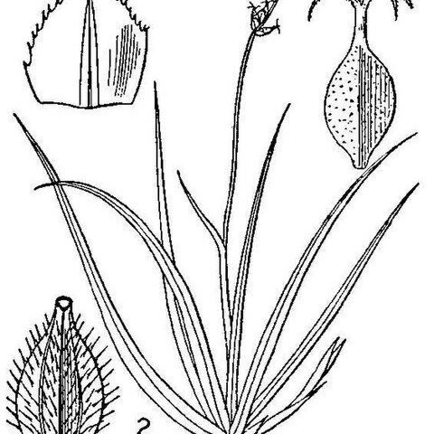 Carex concinna unspecified picture