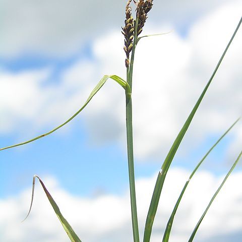 Carex bigelowii unspecified picture