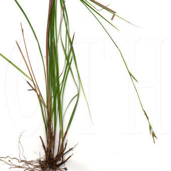 Carex chichijimensis unspecified picture