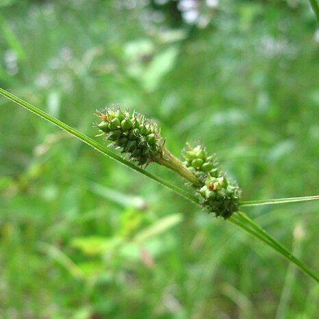 Carex bushii unspecified picture