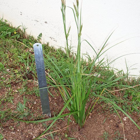 Carex bermudiana unspecified picture