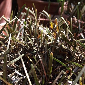 Carex berggrenii unspecified picture