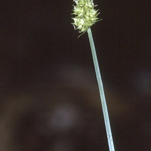 Carex cephalophora unspecified picture