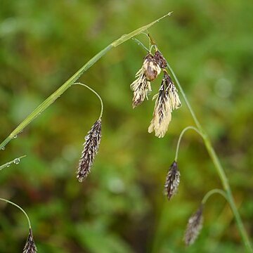 Carex cruenta unspecified picture