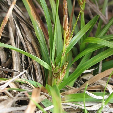 Carex brevicaulis unspecified picture