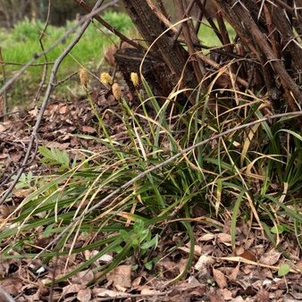 Carex brevicollis unspecified picture