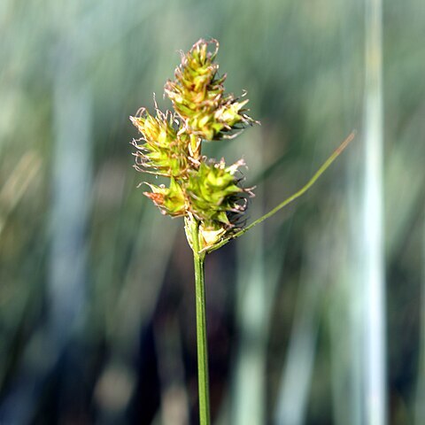 Carex brevior unspecified picture