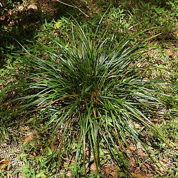 Carex lobolepis unspecified picture