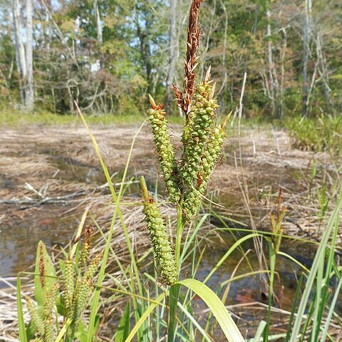 Carex joorii unspecified picture