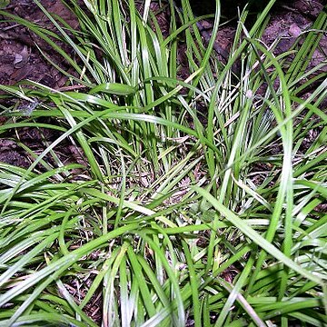 Carex jamesii unspecified picture