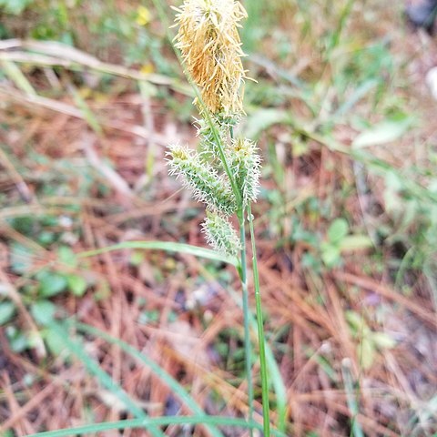 Carex glaucescens unspecified picture