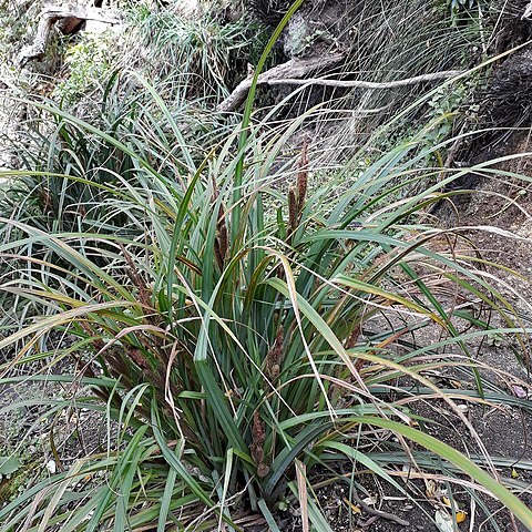 Carex ventosa unspecified picture