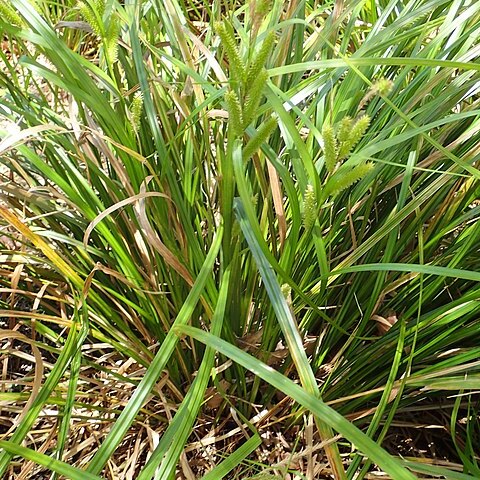 Carex forsteri unspecified picture