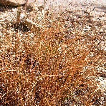 Carex filifolia unspecified picture