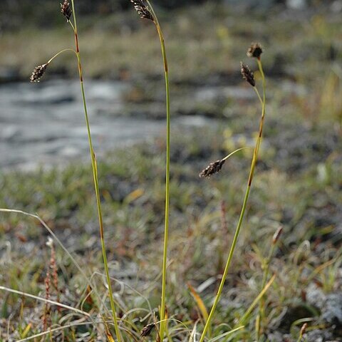 Carex fuliginosa unspecified picture