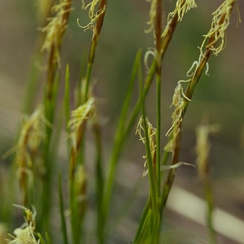 Carex geyerii unspecified picture