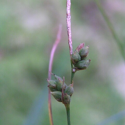 Carex globularis unspecified picture